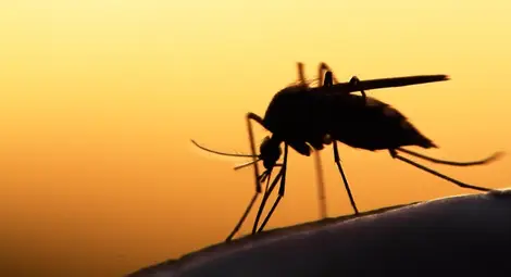 8 неща, заради които комарите ви хапят 8 неща, заради които комарите ви хапят