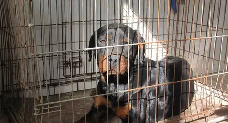 Ротвайлерът очаква съдбата си в приюта за бездомни животни. Снимка: &bdquo;Утро&ldquo;