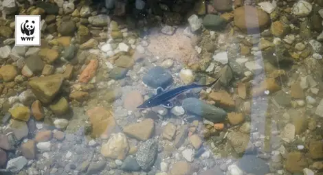 WWF зарибява Дунав с чига край Ветрен /галерия/