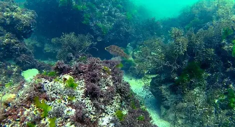 Вижте красотата на залива Болата под водата /галерия/