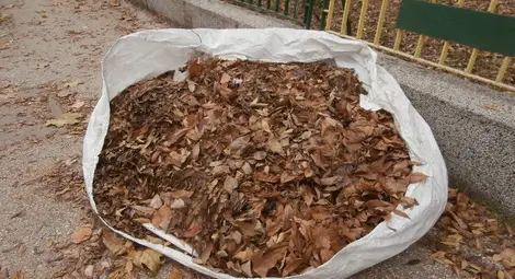 Грамадни чували с окапали листа от дърветата зарязани по улиците