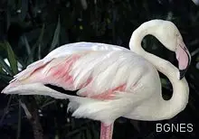 Почина най-старото фламинго в света