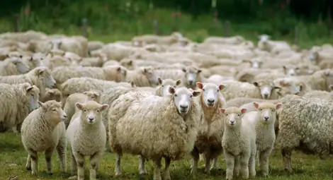 Животновъди получават 6 милиона лева за директни доставки храни