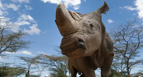Почина последният мъжки северен бял носорог