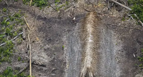 Фотограф засне едно от последните диви племена в джунглата на Амазонка