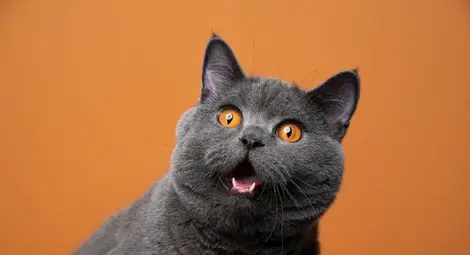 Забраниха на породисти котки от Русия достъп до състезания Забраниха на породисти котки от Русия достъп до състезания