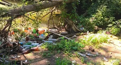 Паднали дървета правят бент от боклуци в Черни Лом Паднали дървета правят бент от боклуци в Черни Лом