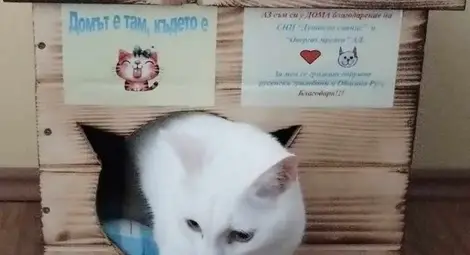 &bdquo;Домът е там, където е котката&ldquo; - сдружение прави къщички за бездомни писани