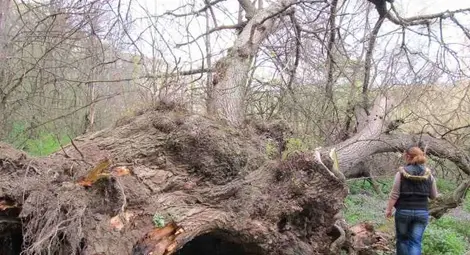 700-годишният бряст край Нисово падна от влагата 700-годишният бряст край Нисово падна от влагата