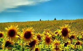 НИМХ: Утре ще преобладава слънчево време с максимални температури между 26 и 31 градуса