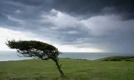 Жълт код за бурен вятър в 21 области на страната