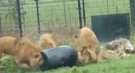 Царят на животните претърпя унизителен инцидент (ВИДЕО)