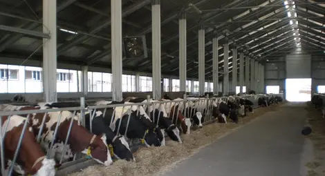 Животновъди получават 56.8 милиона евро за хуманно отношение към добитъка