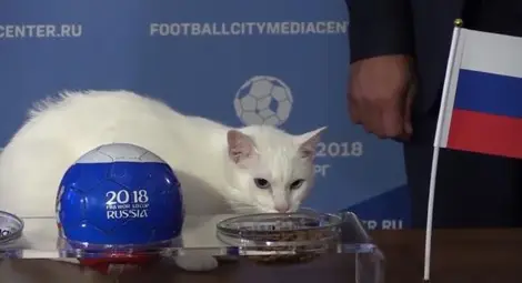 Котаракът оракул Ахил направи първи прогнози за Световното