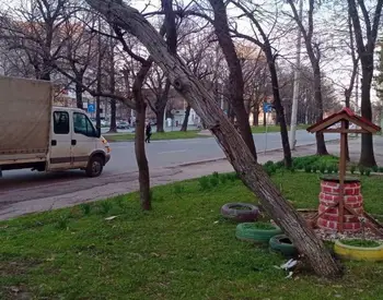 Граждански сигнал: Опасен орех дебне пешеходци, автомобили и тролеи на бул. "Цар Освободител" в Русе, трагедия ли чакаме?