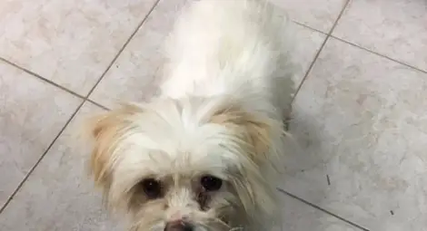 Бял домашен любимец намерен в Русе