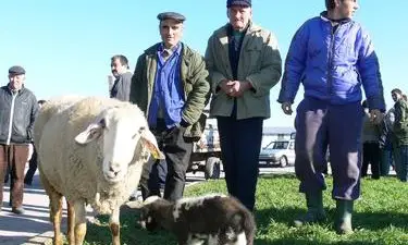 Животновъдите искат пасищата да се ползват само от тях Животновъдите искат пасищата да се ползват само от тях