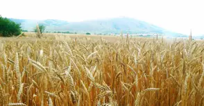 Държавата отдава 16 637  декара ниви за 5 години