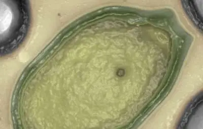 Най-големият вирус в света може да е с извънземен произход 