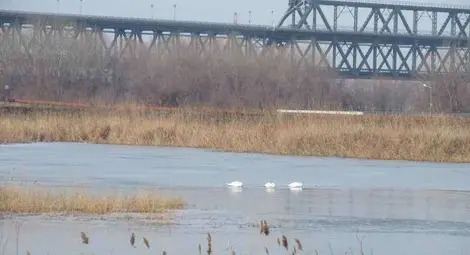 Пойни лебеди си харесаха за зимуване сгуроотвала на "Топлофикация Русе"