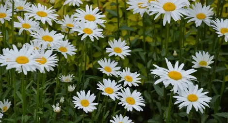 Изграждат дестилерия за етерични масла в Бъзън Изграждат дестилерия за етерични масла в Бъзън