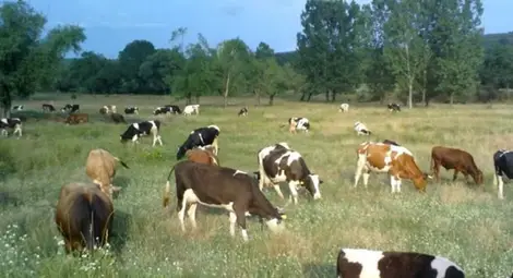 Пускат на търг над 5000 декара пасища