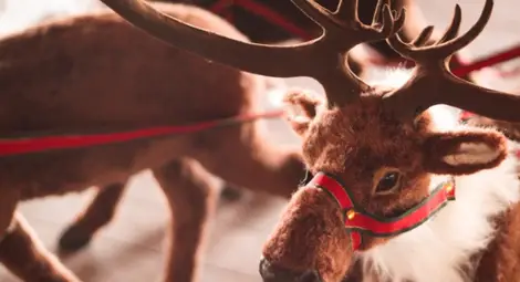 Откриха защо носът на елена Рудолф е червен