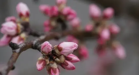 Слънчево днес, дъжд през уикенда Слънчево днес, дъжд през уикенда