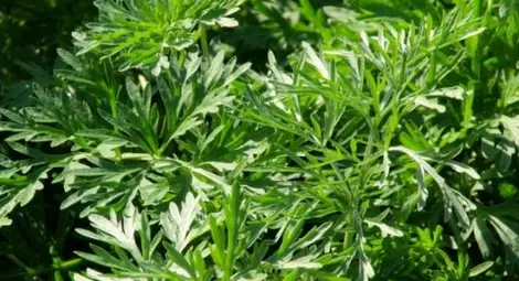 Вижте билката, която убива рака за 16 часа (ВИДЕО)