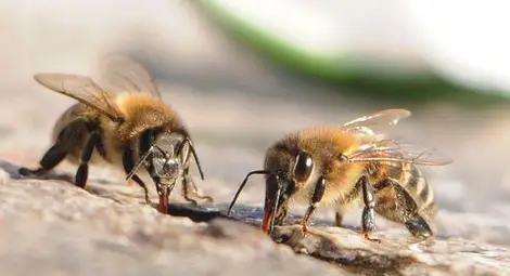 Лошото време озвери пчелите