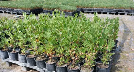 Държавен горски разсадник Вардим - &bdquo;зеленото сърце на Дунав&ldquo;, произвежда десетки хиляди фиданки годишно