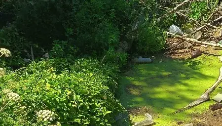 Областният управител Драгомир Драганов разпореди проверка по сигнал за затлачване и замърсяване на река Черни Лом