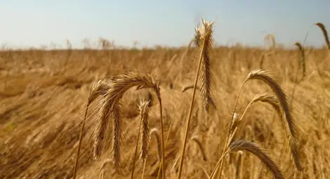 Арендатори разораха и засяха скрито  десетки декари пасища в Ценово