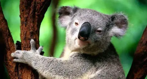 Коала оцеля при пътуване, сгушена зад колелото на джип