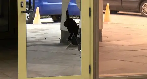 Терминаторът на входа на общината искал спешна среща с кмета