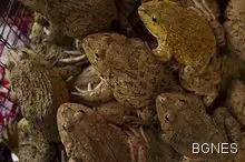 Англичаните похапвали жабешки бутчета много преди французите 