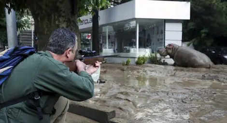 В Тбилиси изловиха или застреляха повечето от избягалите от зоопарка хищници