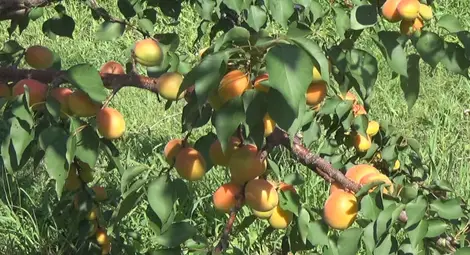 В Силистра отчитат богата реколта от кайсии, но няма кой да бере