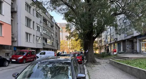 Резитба на опасни дървета затваря част от ул. &bdquo;Муткурова&ldquo; в Русе на 29 октомври