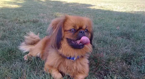 Пекинез без повод изкара глоба на стопанина си