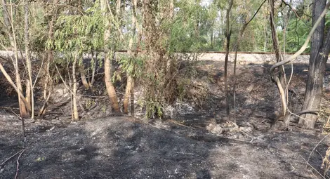 Заместник областният управител Георги Георгиев обяви началото на пожароопасния сезон в горските територии на Русенска област