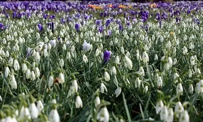 Утре пролетта продължава - слънчево с температури до 25&deg;