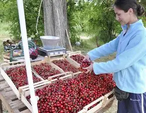 Черешите вървят по минимум 7 лв. килото този сезон