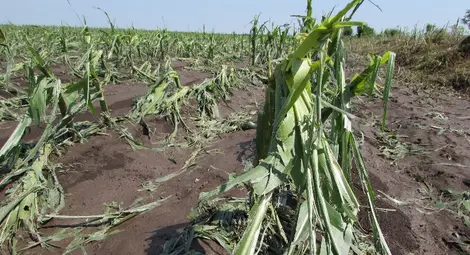 Нива с царевица в Сливо поле, унищожена от градушката.  Снимка: Архив &bdquo;Утро&ldquo;