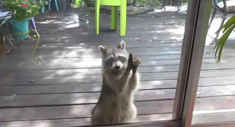 Възпитан енот чука на вратата за храна (видео)