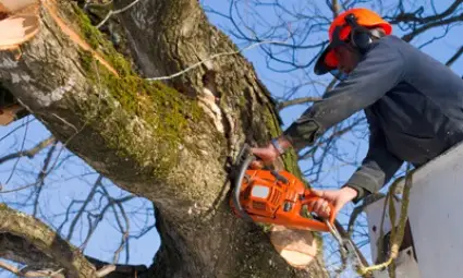 Кръстева отговори на сигнал за сеч на &bdquo;Александровска&ldquo;