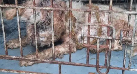 Беззащитно куче изтезавано до смърт в Трите гълъба