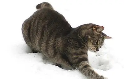 Кои котки ловят по-добре мишки? Кои котки ловят по-добре мишки?