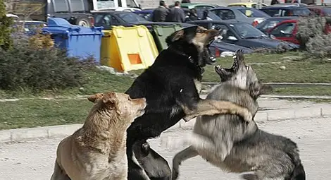 Глутница освирепели кучета нападна бременна