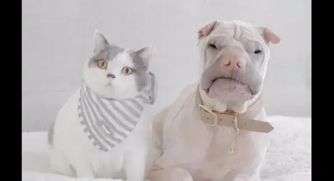 Приятелството на шар пей и котка развълнува интернет